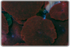 Red Mushrooms - Cultured